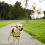 The Mighty Gift Blind Guide Dog